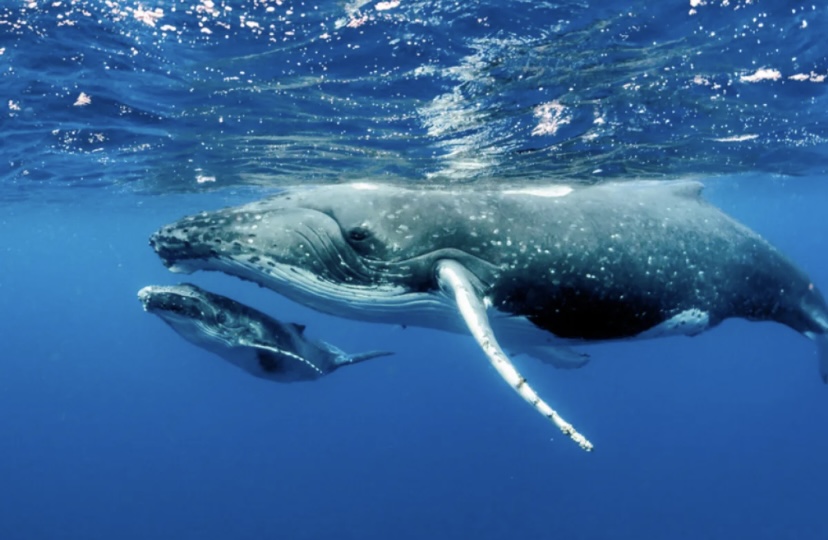 日本で海の巨大生物「クジラ」に確実に会える？！を徹底解説 - 海人